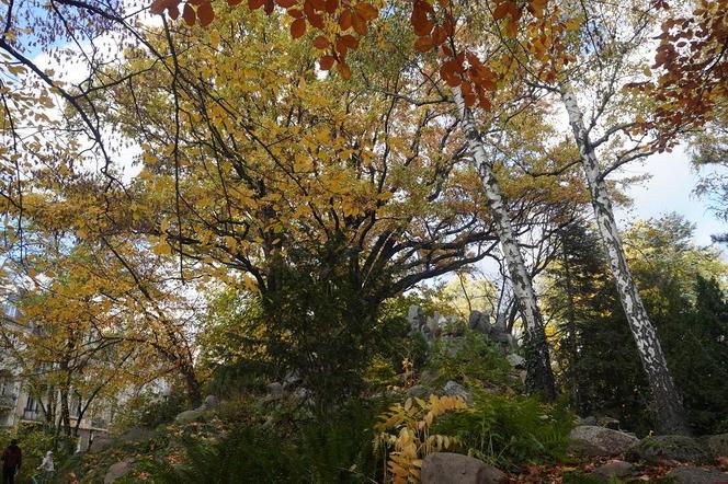 Park Wilsona