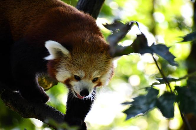 Cud narodzin w poznańskim zoo! Czekali na to ponad 20 lat