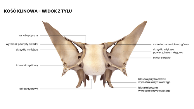 Budowa kości klinowej - widok z tyłu