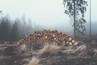 Kradł drewno z lasu w okolicach Wolsztyna! Złapano go na gorącym uczynku