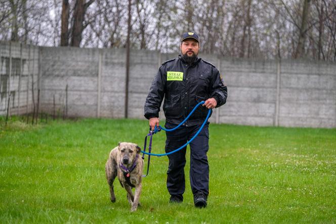 Pies w straży miejskiej
