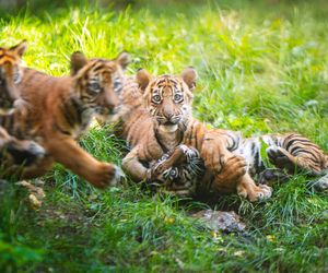 Niesamowite narodziny we wrocławskim zoo. Na świat przyszły cztery tygrysy sumatrzańskie 