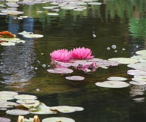 To jeden z najpiękniejszych ogrodów botanicznych w Polsce. Znajduje się na Dolnym Śląsku 