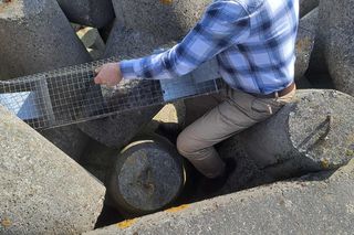 Pies spod falochronu w Kołobrzegu uratowany