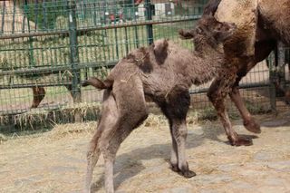 Nowi mieszkańcy ZOO w Gdańsku. Poznajcie wielbłąda i kapodzioby!