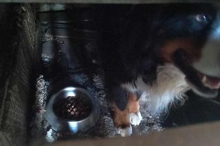 Pies berneńczyk przetrzymywany był w koszmarnych warunkach