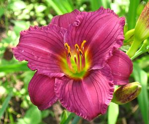 Liliowiec 'Little Grapette'