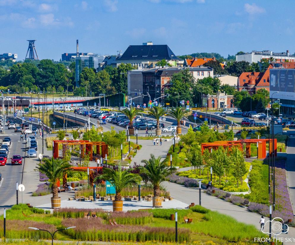 Palmy w Gliwicach stanęły w środku miasta