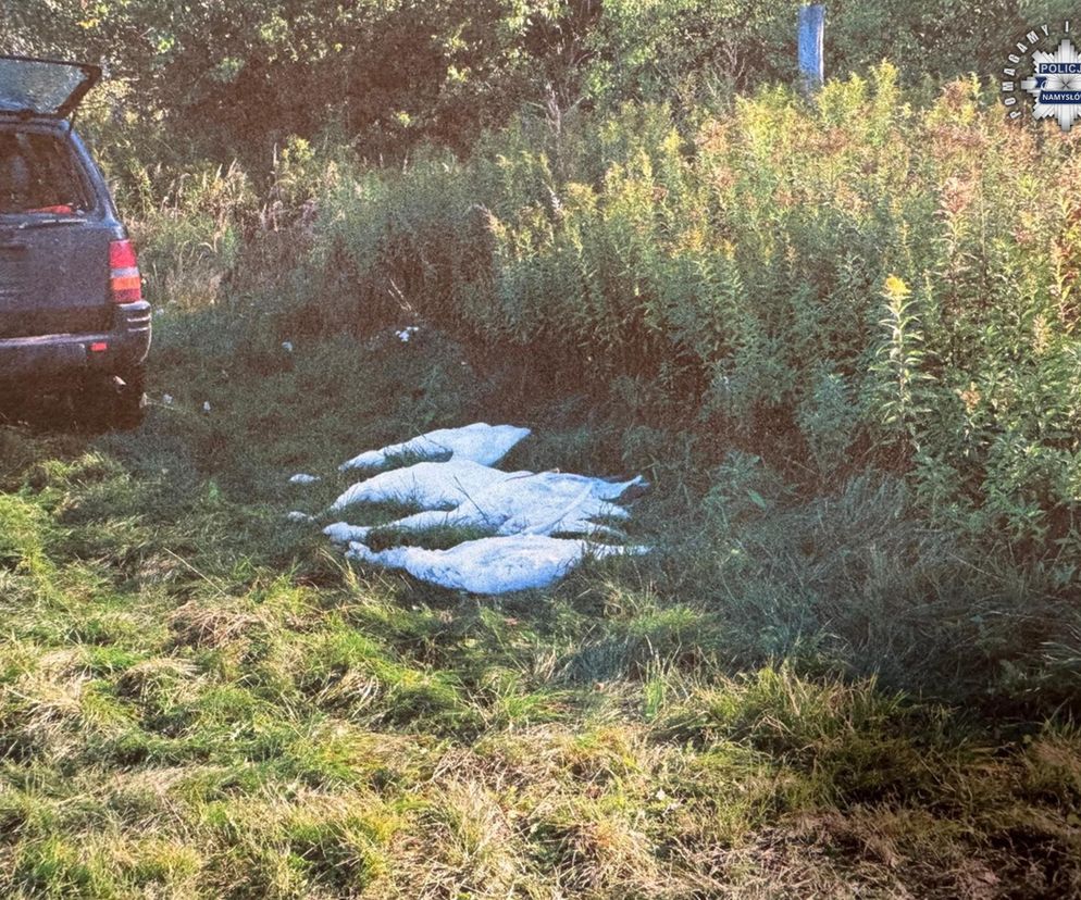 Dwaj myśliwi zastrzelili łabędzie. Grozi im więzienie