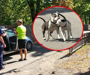 Agresywne psy atakują w dzielnicy Kamień