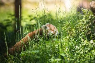 Miały być młode pandy, skończyło się na dwóch zgonach
