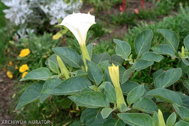 Datura: jak przechowac rosliny do wiosny