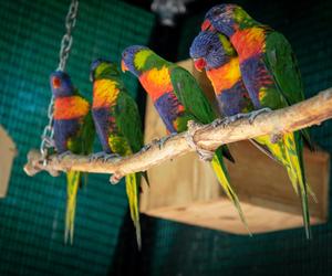 Ptaki z bydgoskiej Papugarni będą wywiezione. Odwrotu nie ma, ale zamknięcie znów zostało odłożone w czasie 