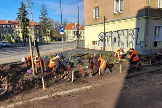 Olsztyn pięknieje. Powstaje kolejna zielona przestrzeń [ZDJĘCIA]