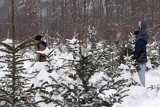 Choinkobranie w Grodźcu. Choinki z lasu od leśniczego