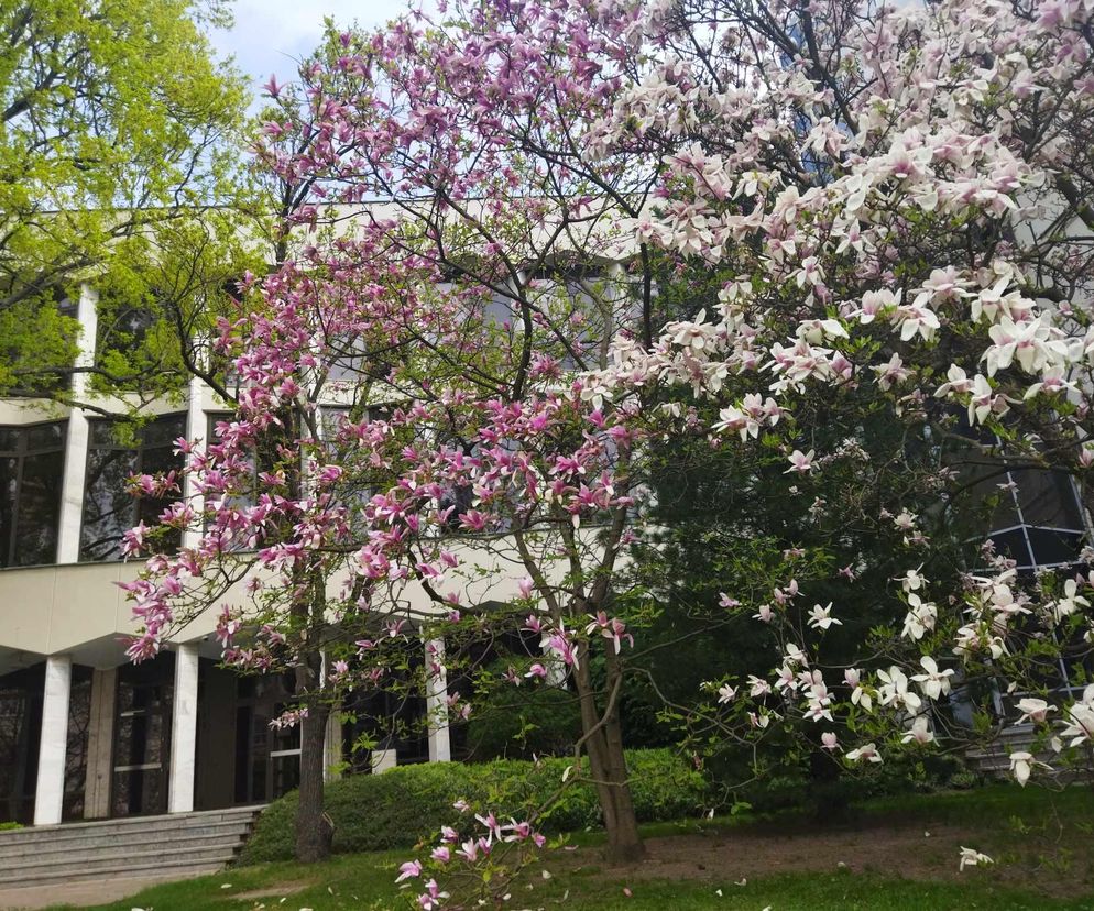 magnolie na KUL-u