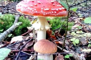 Rusza sezon na leśne grzyby