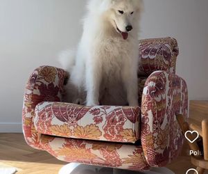 Te psy skradły serca gwiazd! Niektóre wyglądają jak z bajk