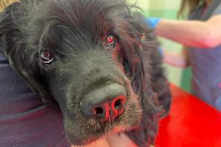 Zwierzęta z pseudohodowli na Ukrainie których nikt nie chce szukają domów w Polsce