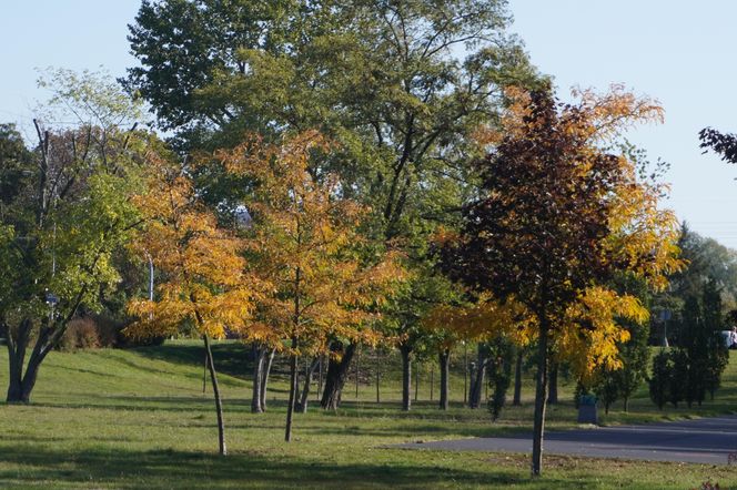 Park im. św. Jana Pawła II w jesiennych barwach