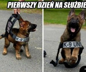 Memy o POLICJI