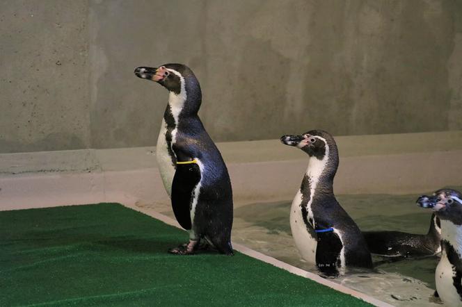 Chorzów: Otwarcie zoo i OGROMNA kolejka! Każdy chce zobaczyć pingwiny