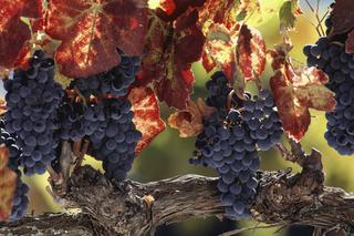 Wino z winogron -  kiedy zbierać winogrona i jak zrobić domowe wino z winogron