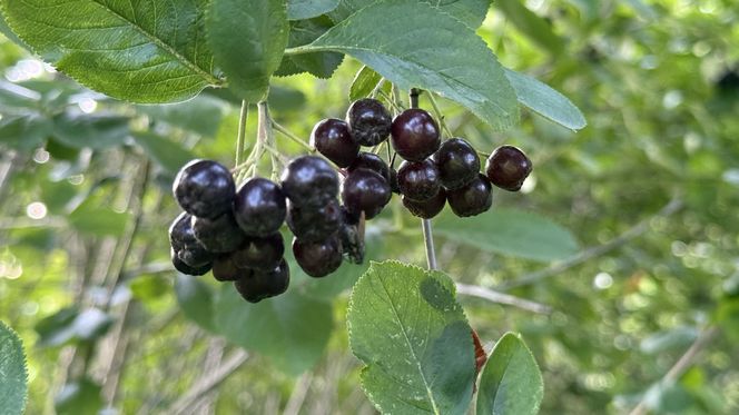 Aronia, krzew i owoce