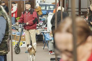 Korwin został gosposiem