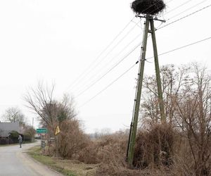 Pierwszy Bocian w Polsce dostał imię Radziwił. 