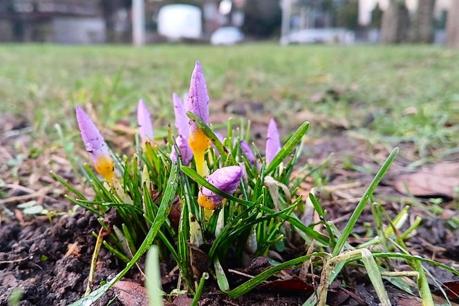 Pierwsze krokusy na Jasnych Błoniach