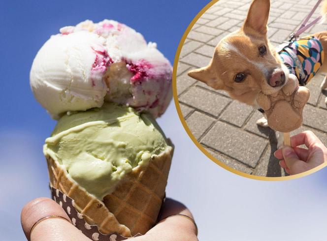 W Bydgoszczy można kupić lody o smaku indyka, kaczki i wołowiny. Psy się za nimi uganiają!