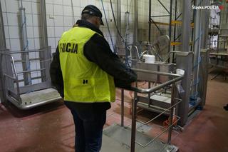 Zagłodzone i brudne konie były niehumanitarnie mordowane? Policjanci skontrolowali hodowlę w Wodzisławiu Śląskim [ZDJĘCIA]