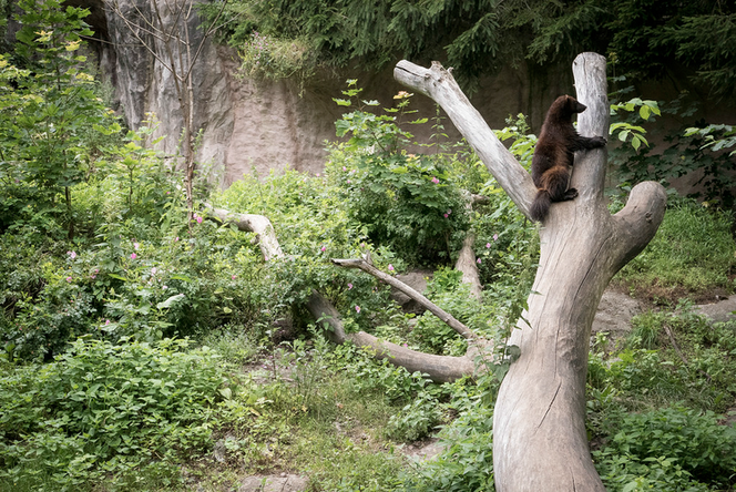 ZOO w Myślęcinku będzie miało nowych mieszkańców!