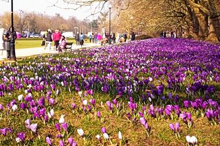 Krokusy na Jasnych Błoniach