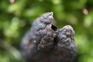 W Karkonoszach pojawiły się palce umarlaka. Upiorny grzyb budzi przerażenie 