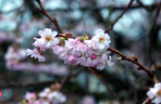 Na Jasnych Błoniach zakwitła wiśnia japońska