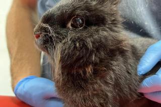 Zaniedbane króliki trafiły do Ady