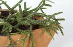 Erythrorhipsalis