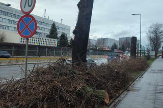 Nowa ścieżka rowerowa na al. 29 Listopada. Skończyło się rzezią drzew