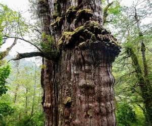 Najstarsze drzewo świata