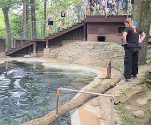 Pokazowe karmienie w myślęcińskim zoo to prawdziwy hit! Sprawdziliśmy to na miejscu
