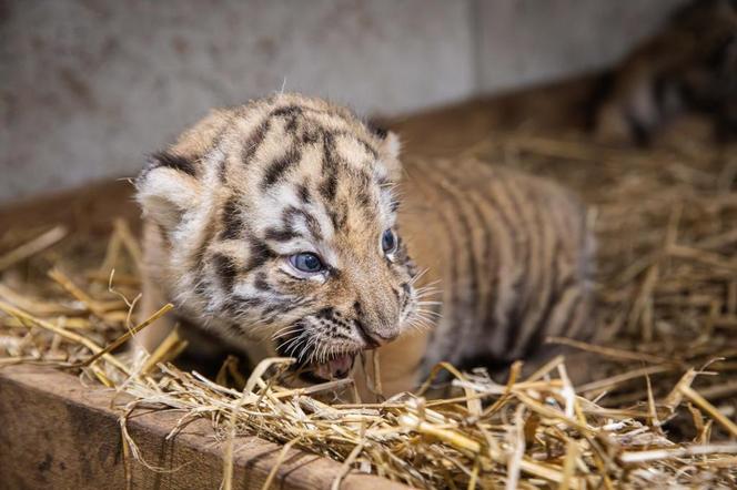 Wybierz imiona dla tygrysów w opolskim zoo