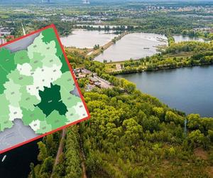 Śląskie: Tutaj jest najwięcej lasów. Zaskakujące miejsce Katowic. Na liście są... Zbrosławice
