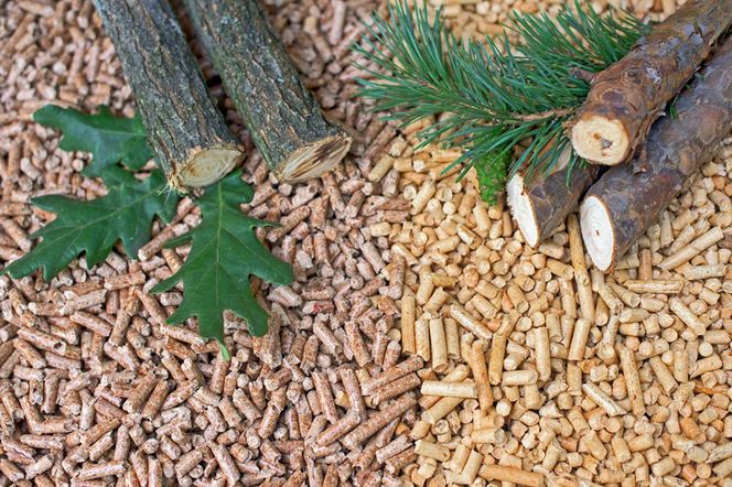 pellet