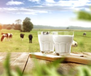 Czym różni się mleko świeże od UHT?