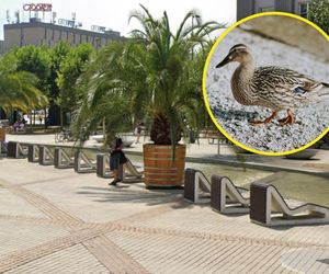 Palmy wróciły na katowicki Rynek, ale jednej brakuje! Kaczka zablokowała transport!