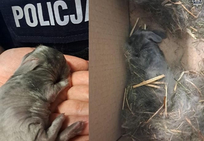 Malutkie króliczki porzucone przy cmentarzu na pewną śmierć. To, co się stało później, wzrusza do łez