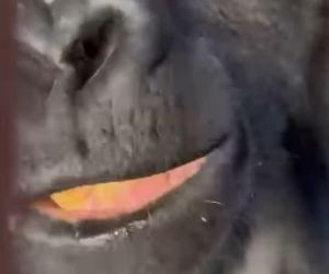 Goryli amant wyruszył na randkę życia. Bwana założy rodzinę w Szwajcarii. „Będziemy tęsknić”