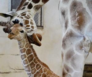 Mała żyrafa w zoo we Wrocławiu. Zobacz, jak poradziła sobie na swojej pierwszej sesji. Prawdziwy słodziak! 